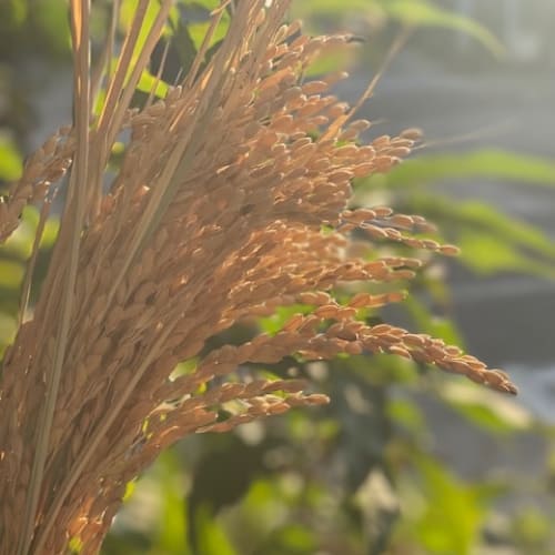 《豊年講》勤労感謝祭